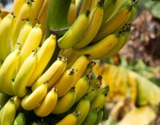 Frutos da Bananeira 3