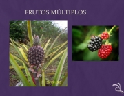 Frutos Múltiplos 6