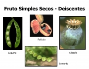 Frutos Secos Deiscentes 2