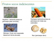 Frutos Secos Deiscentes 3