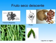 Frutos Secos Deiscentes 5