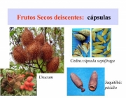 Frutos Secos Deiscentes 6