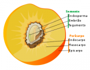 Frutos Triplóides 4