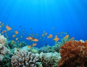 Fundo do Oceano 3