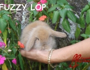 Fuzzy Lop Com Seus Donos 3