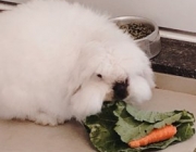 Mini Coelho Fuzzy Lop Comendo 1