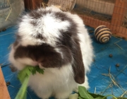 Mini Coelho Fuzzy Lop Comendo 2