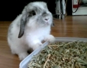 Mini Coelho Fuzzy Lop Comendo 3