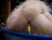 Mini Coelho Fuzzy Lop Comendo 4