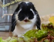 Mini Coelho Fuzzy Lop Comendo 5