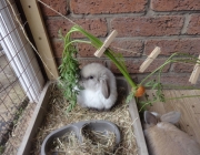 Mini Coelho Fuzzy Lop Comendo 6