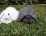 Fuzzy Lop 1