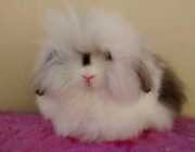 Fuzzy Lop 3