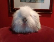 Fuzzy Lop 4