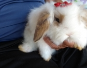 Fuzzy Lop 5