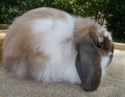 Fuzzy Lop 6