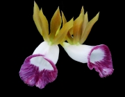 Galeandra Curvifolia 5