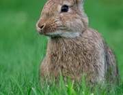 Espécie de Coelho Oryctolagus Cuniculus 1