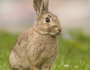 Espécie de Coelho Oryctolagus Cuniculus 2