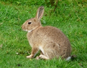 Espécie de Coelho Oryctolagus Cuniculus 3