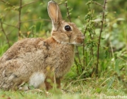 Espécie de Coelho Oryctolagus Cuniculus 5