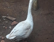 Ganso 1