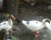 Ganso 2