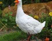 Ganso 6