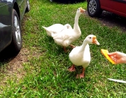 Gansos Caipira Comendo 1