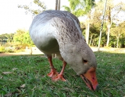 Gansos Caipira Comendo 5