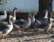 Gansos Caipira Comendo 6