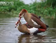 ARKive image GES142701 - Egyptian goose