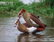 ARKive image GES142701 - Egyptian goose