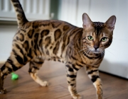 Gato-Leopardo - Filhote 1