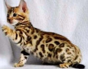 Gato-Leopardo - Filhote 2