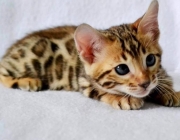 Gato-Leopardo - Filhote 4