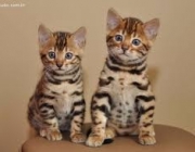Gato-Leopardo - Filhote 5