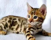 Gato-Leopardo - Filhote 6
