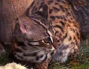 Gato Leopardo Indiano 1