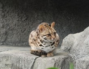 Gato Leopardo Indiano 2