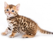 Gato Leopardo Indiano 3