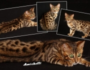 Gato Leopardo Indiano 4