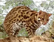 Gato Leopardo Indiano 5