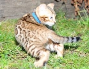 Gato Leopardo Indiano 6
