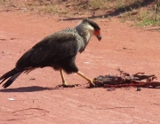 Gavião Carcará Comendo 1