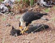 Gavião Carcará Comendo 3