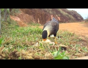 Gavião Carcará Comendo 4