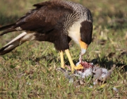 Gavião Carcará Comendo 5