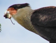 Gavião Carcará Comendo 6