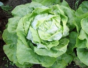 Gênero Lactuca 1